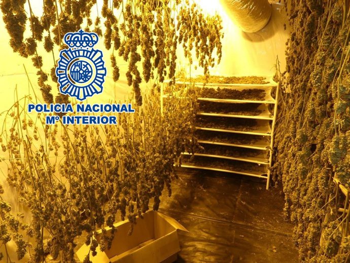La Policía Nacional desmantela dos cultivos "indoor" de Marihuana y desarticula un grupo criminal asentado en la comarca del Medio Vinalopó