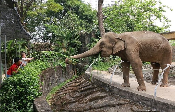 Archivo - Elefante del zoológico