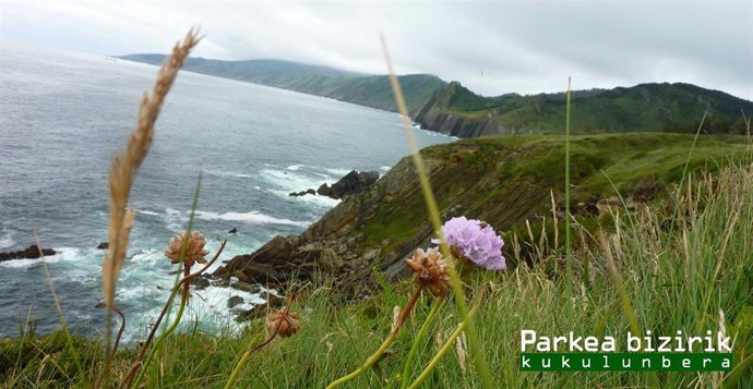 Archivo - Clavel marítimo vasco.