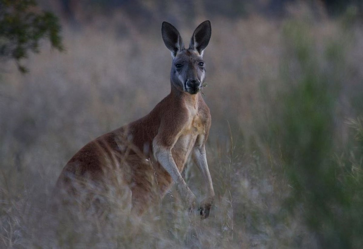 Why are there no kangaroos outside of Australia? TIme News