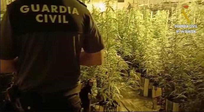 Plantación de marihuana en Cantillana (Sevilla).