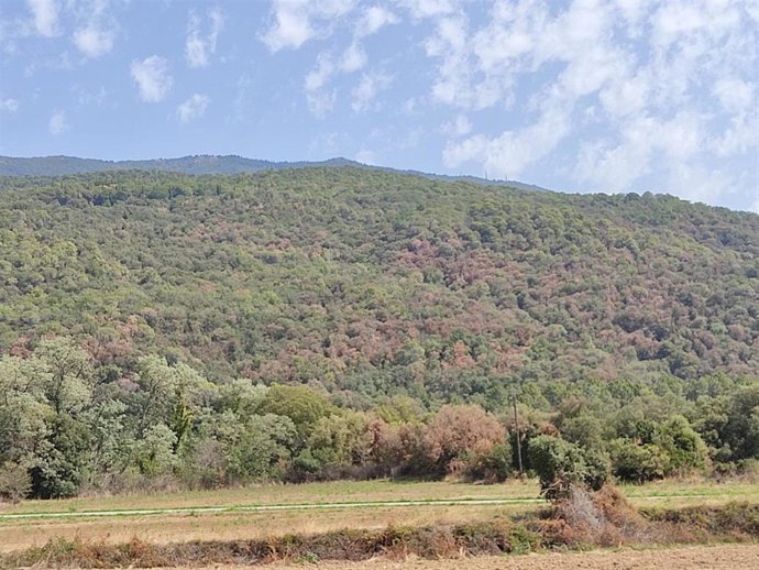 La sequía afectó a 33.000 hectáreas de bosque en Catalunya en 2022, según el informe DeBosCat