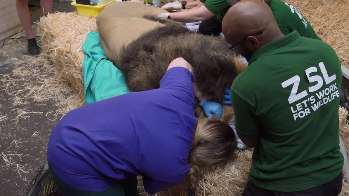 This endangered lion has its ears cleaned due to a chronic infection