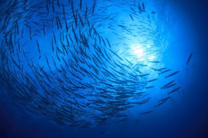 Archivo - Banco de peces