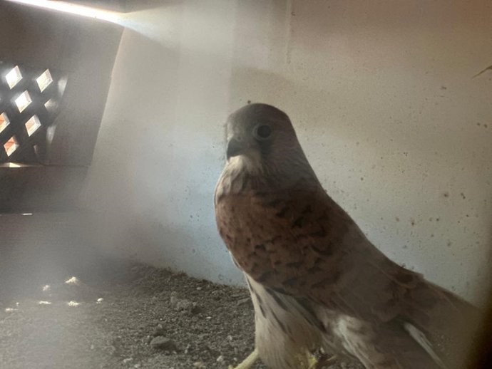 Uno de los pollos de cernícalo primilla liberados.