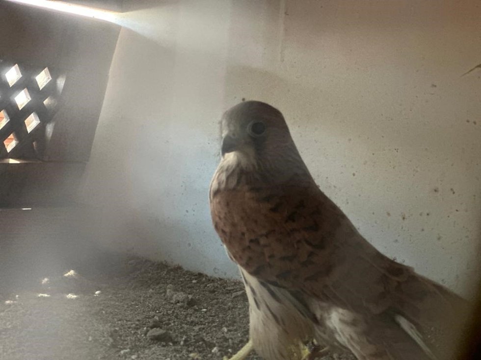 Uno de los pollos de cernícalo primilla liberados.
