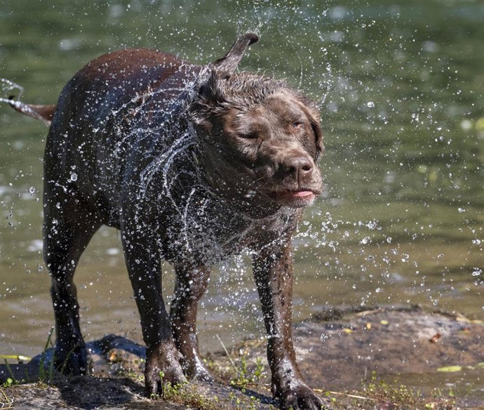 Archivo - Un perro de la raza labrador retriever