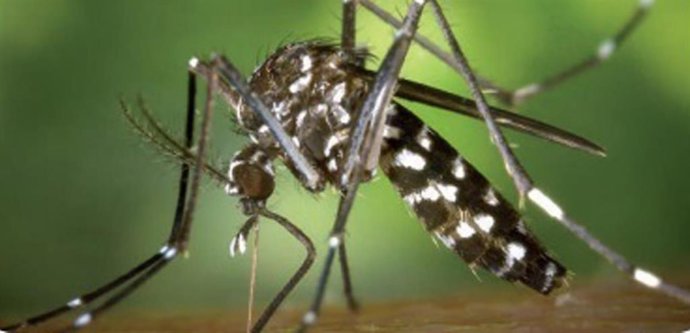 Archivo - Imagen de un mosquito tigre