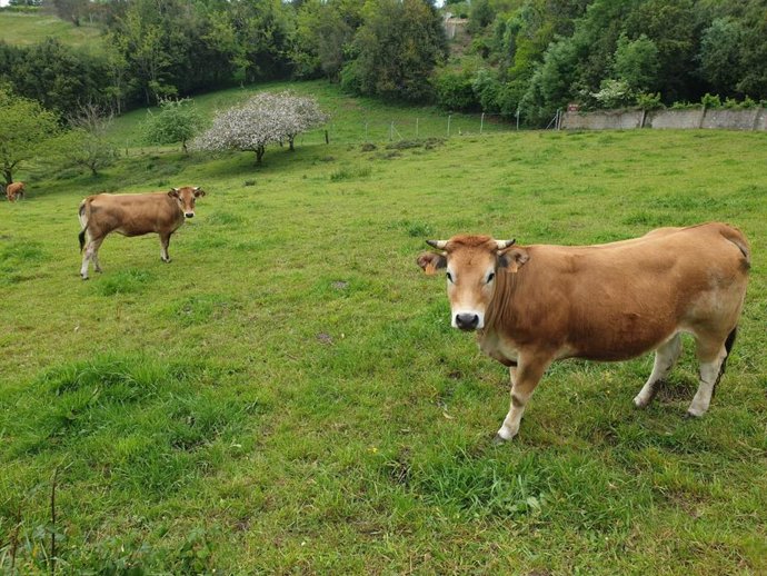 Archivo - Vacas, asturiana de los valles.