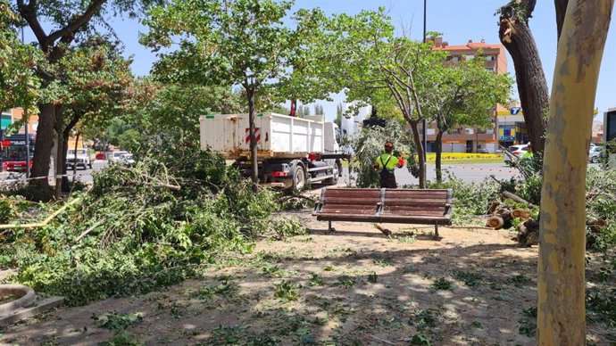 Ramas de árboles potencialmente peligrosas en Albacete