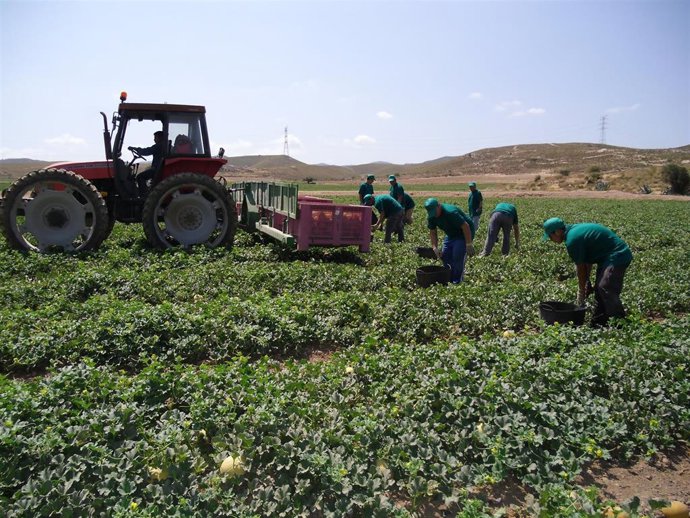 Trabajadores en cultivo de melón