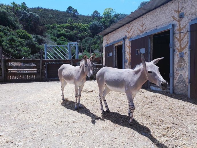 Asno Somalí en Selwo Aventura Estepona