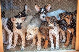 Desalojan una residencia canina ilegal en una vivienda de Ciudad Lineal