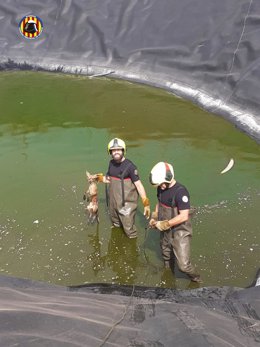 Bomberos rescatan a un zorro atrapado en una balsa cerca de la CV-25 en Llíria