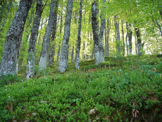 SEO/BirdLife envía a los partidos políticos 27 preguntas que evalúan su compromiso ambiental