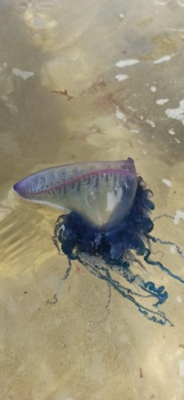 Carabela portuguesa en la playa de la Virgen del Mar.