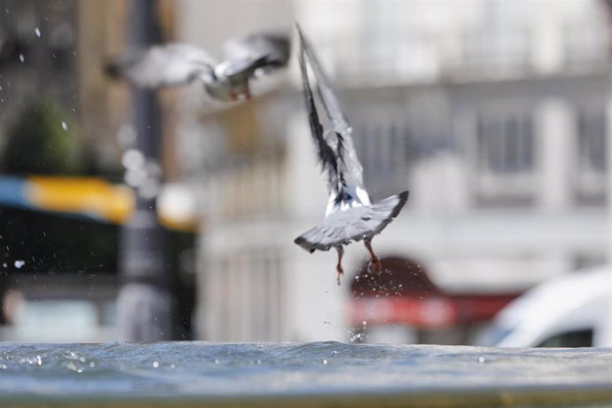 Archivo - Una paloma se aproxima a beber agua en una fuente en Madrid (España), a 29 de junio de 2020. 