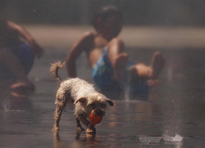 Un perro juego en el agua para refrescarse en Madrid Rio