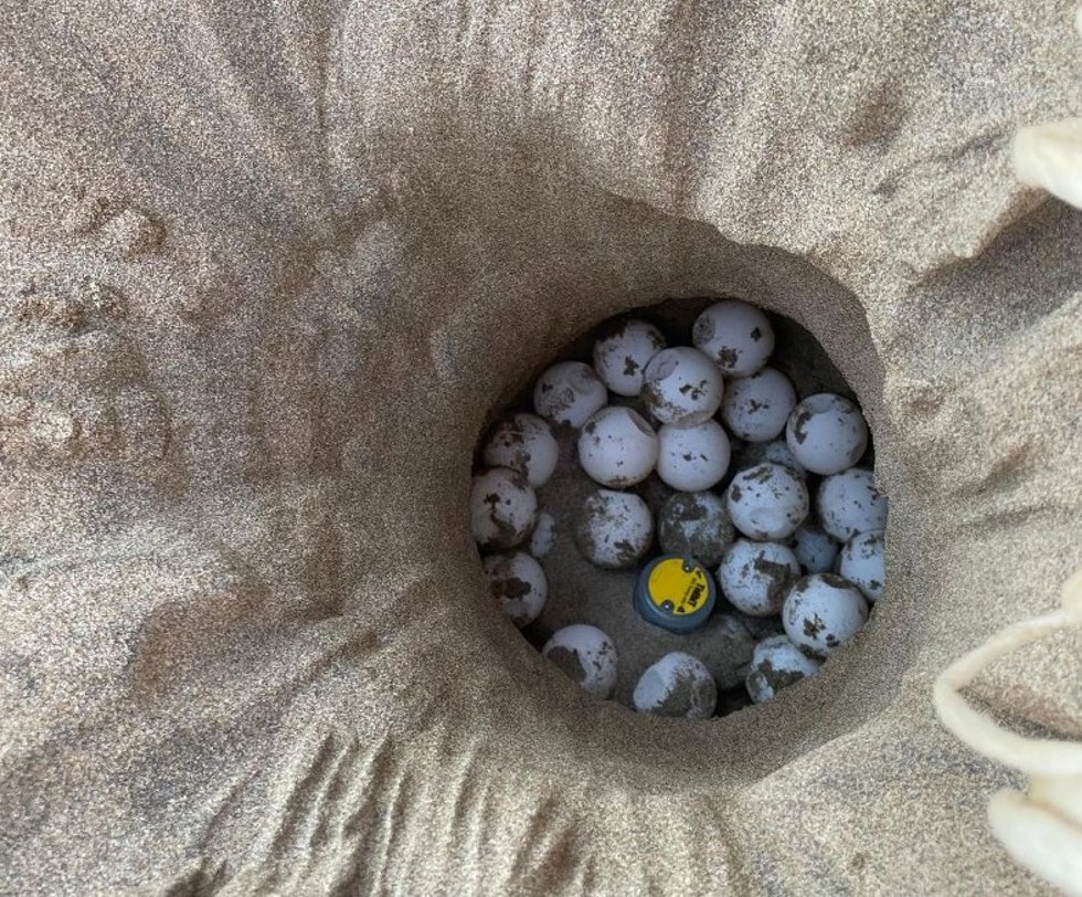 Primer plano de un nido con huevos en el Delta del Ebro (Cataluña). Proyecto InGeNi-Caretta.