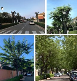 Recuperación de más de 300 especies de arbolado en el Zaudín (Bormujos)