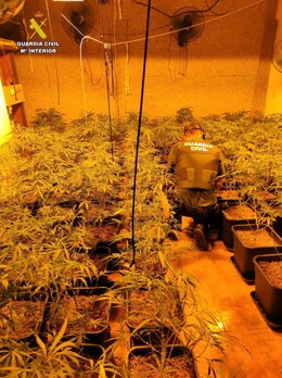 Marihuana intervenida.