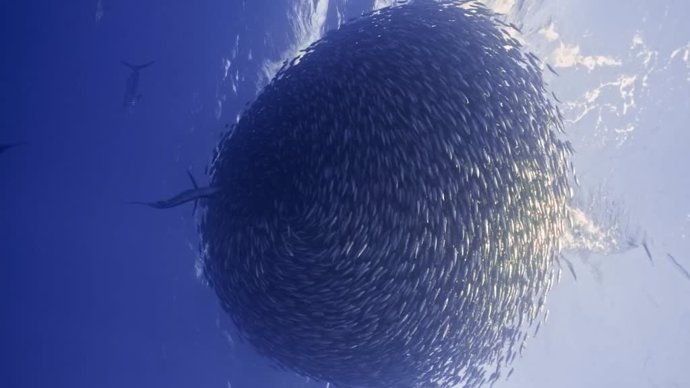 Increíbles bolas de cebo de sardinas perseguidas por marlines hambrientos