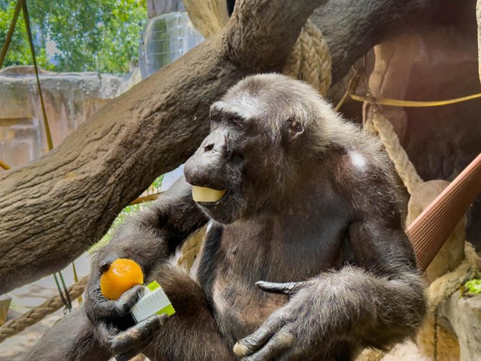 Imatge d'un simi del Zoo de Barcelona 