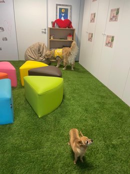 Dos de los tres perros que la Consejería de Justicia del Gobierno canario ha incorporado al Juzgado de Violencia contra la Infancia en Las Palmas de Gran Canaria como apoyo a menores