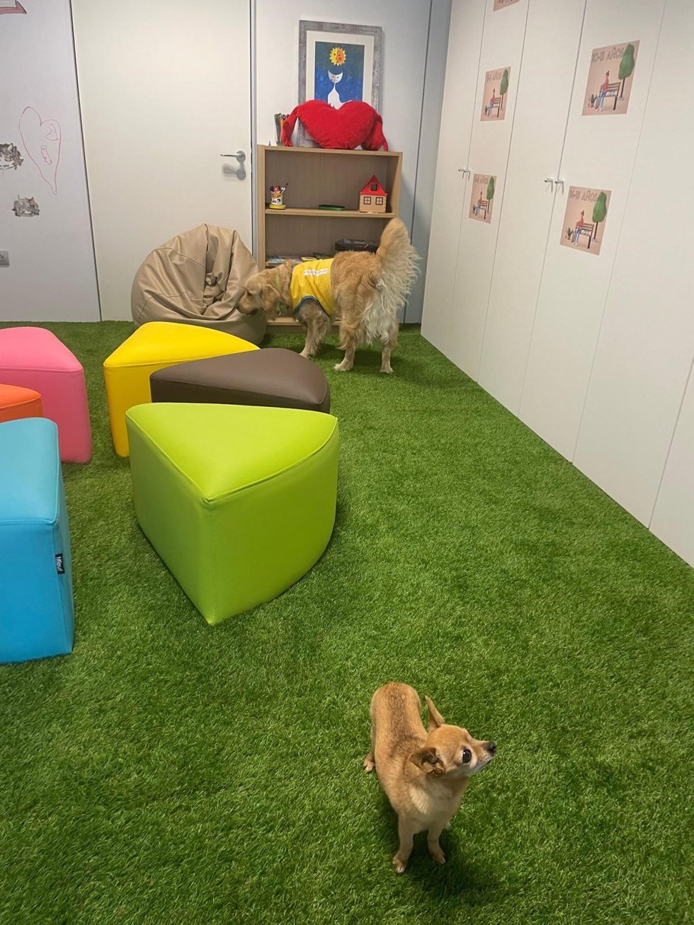 Dos de los tres perros que la Consejería de Justicia del Gobierno canario ha incorporado al Juzgado de Violencia contra la Infancia en Las Palmas de Gran Canaria como apoyo a menores