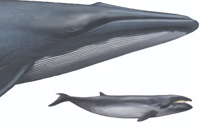 evolución de la ballena