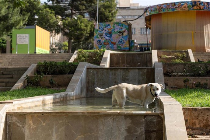 Un perro bañándose en una fuente, a 11 de julio de 2023, en Palma 