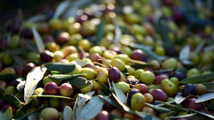 El ácido maslínico es un compuesto natural extraído del residuo de la producción de aceite de oliva que presenta importantes beneficios para la salud.