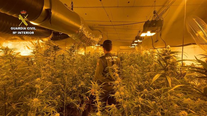 La Guardia Civil desmantela una plantación de marihuana "indoor" con 500 plantas listas para ser recogidas.