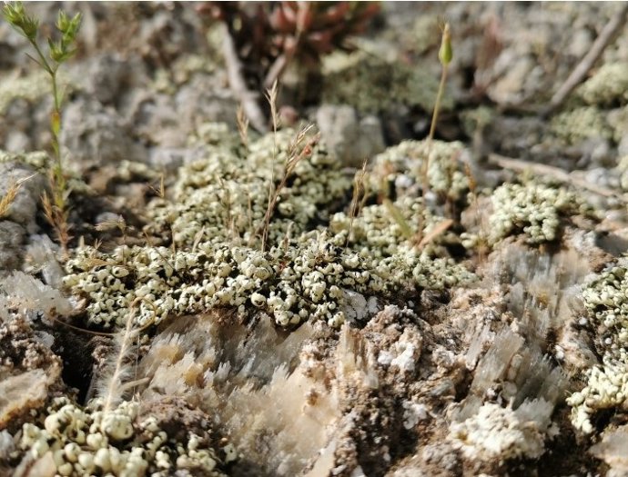 Archivo - Biocostras en el Desierto de Tabernas, Almería