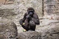 El Zoo de Madrid activa mecanimos ante la ola el calor y repartirá polos y dará duchas refrescantes los animales