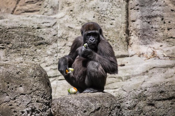 Archivo - Un gorila en el Zoo Aquarium de Madrid