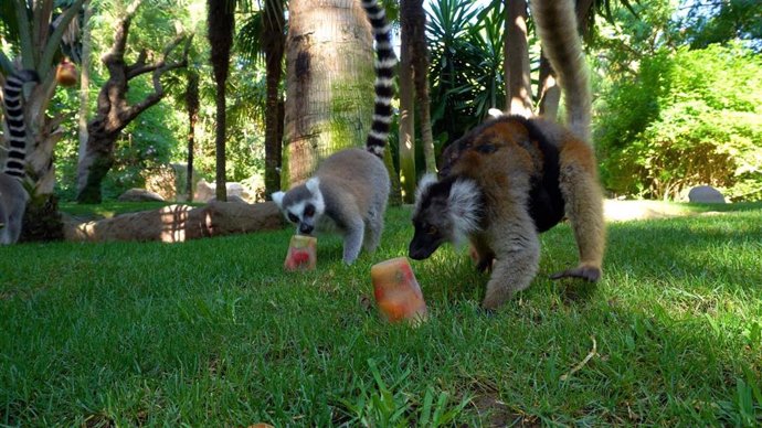 Los animales de Bioparc Fuengirola combaten esta ola de calor con helados de diversos sabores