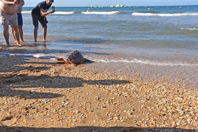Imagen de la suela de las tortugas bobas en Punta Umbría (Huelva).