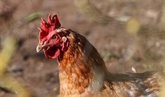 Foto: La OMS advierte de que los brotes de gripe aviar en animales "suponen un riesgo para los humanos"