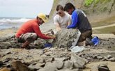 Foto: Cetáceos transitaron hasta el cierre del istmo de Panamá