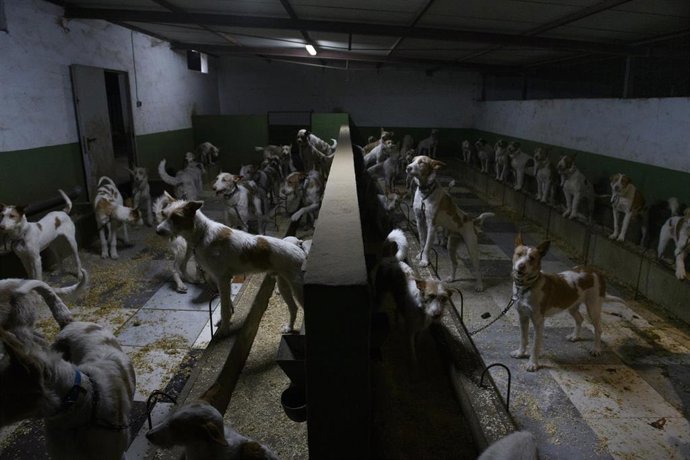 Imagen de perros de caza.