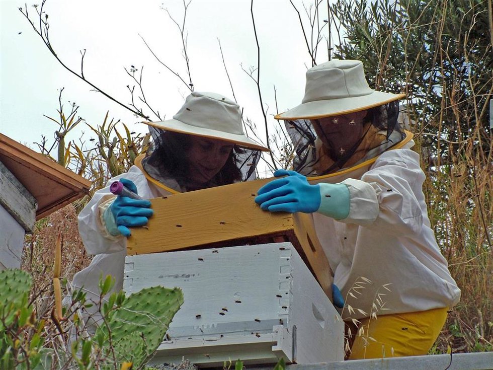 [Comunicacionumu] Investigadoras De La Umu Ayudan A Trazar El Origen Y Evolución Del Virus Que Más Influye En La Desaparición De La Abeja De La Miel