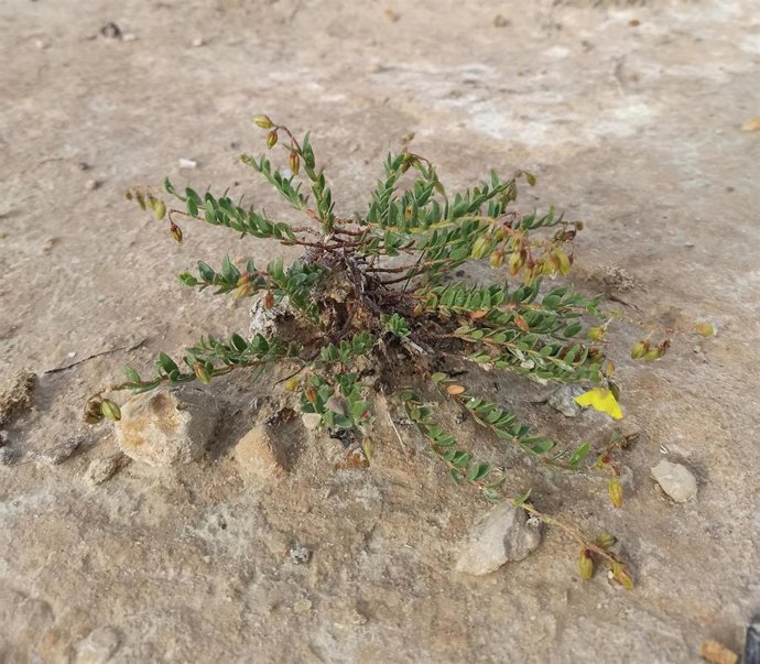 Imagen de la planta Helianthemum bilyanense.