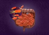 Foto: Un estudio muestra un vínculo entre las bacterias intestinales y los depósitos de grasa en las arterias del corazón
