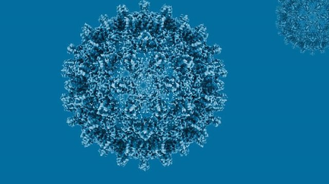 Archivo - Reconstrucción estructural criomicroscópica de una cápside central del virus de la hepatitis B.