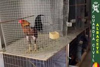 Desmantelan una instalación en la que se cultivaba marihuana, había armas prohibidas y se hacían peleas de gallos