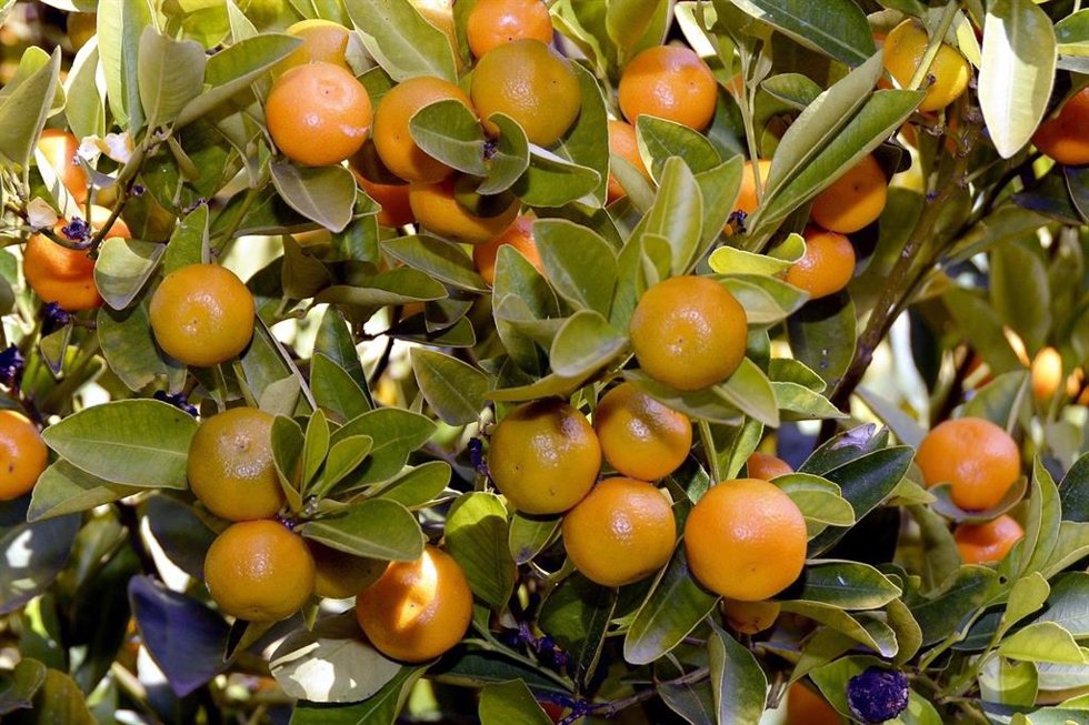 Mandarinas en el árbol
