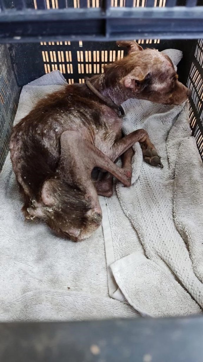 Investigan un presunto delito de maltrato a un perro abandonado y desnutrido