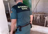 Dos investigados por maltrato tras localizar 32 perros en muy mal estado en un cortijo de Cogollos Vega (Granada)
