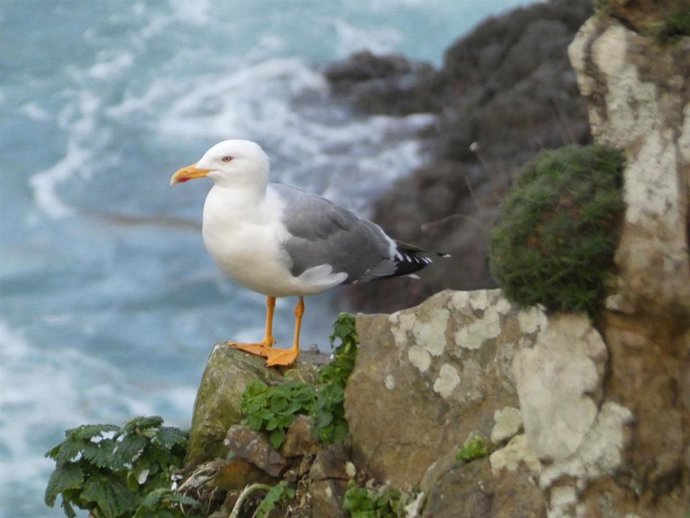 Gaviota patiamarilla fotografiadas en la costa acantilada de Dexo (A Coruña) durante la época de cría. Estas gaviotas no realizan desplazamientos migratorios y son más pequeñas que las gaviotas patiamarillas del Mediterráneo que acuden al noroeste